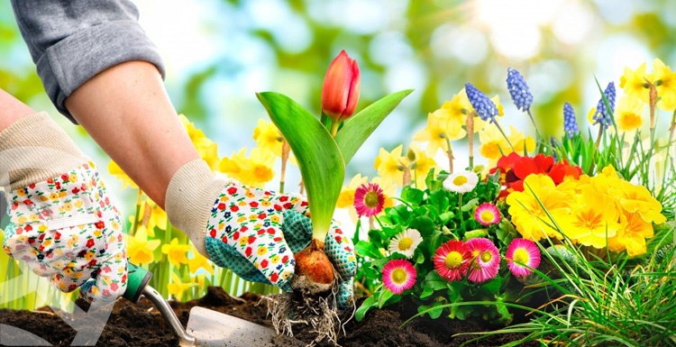 أهم 6 خطوات يجب مراعاتها عند زرع حديقة المنزلك