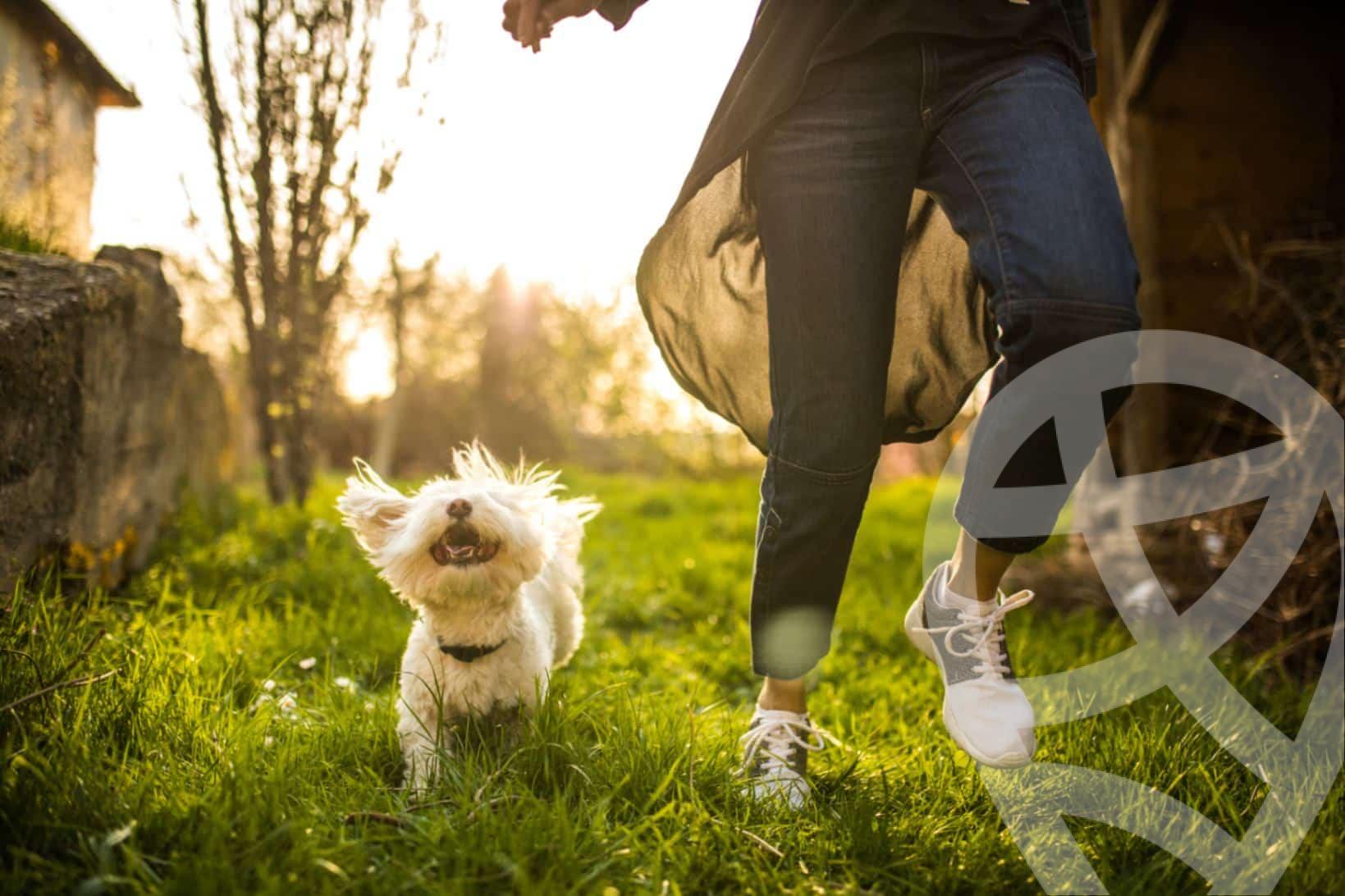 The Ground Floor Advantage: Why Families and Pet Owners are Choosing Lower Levels